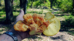 DSC09564.thumb.JPG.065110b6d6d0d3883c7fb383ef7b4704.JPG
