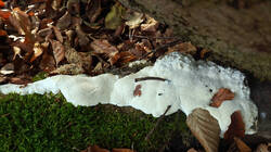 DSC09642.thumb.JPG.4ab2cc70e3ef170ccf1ae4938af86e32.JPG