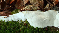 DSC09642_.thumb.jpg.554ddde15b7ede3b6bd9f13904420466.jpg