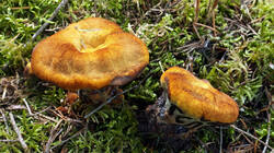 DSC09670.thumb.JPG.9af8f2749a8a793126148e90ff7eaa72.JPG