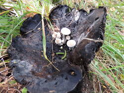 DSCN1307.thumb.JPG.b6ff516f146c49b3e38fc81089f94d00.JPG