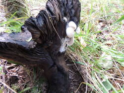 DSCN1308.thumb.JPG.794b05d6618f0bbcac6f62a98681403d.JPG