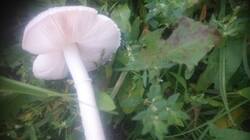 DSC_1506.JPG