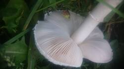 DSC_1507.JPG