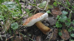 DSC_2927.thumb.JPG.c652543a6901e3b356b99746d07e2cb2.JPG