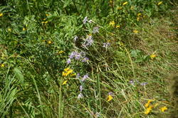 DSC_2963.thumb.JPG.209f91e9487e1d7a63840258d69b3c12.JPG