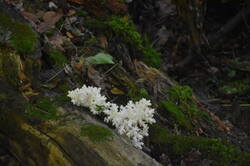 DSC_2964.thumb.JPG.e3380171604c50e07568807b27577722.JPG