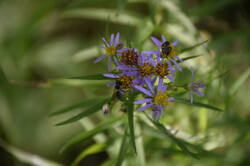 DSC_2993.thumb.JPG.156f5e6c05b9900f97448ab042d6726d.JPG