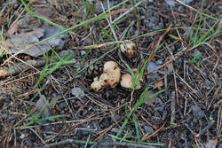 DSC_7726.thumb.jpg.cba53a5c274ff25a46d2828f4c6447e7.jpg