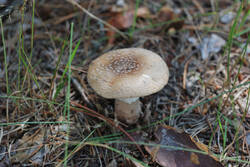 DSC_7727.thumb.jpg.e2ade2b930bc52f69f34870693967887.jpg