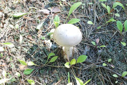 DSC_7729.thumb.jpg.377612e8777a1bfd773299d049510934.jpg
