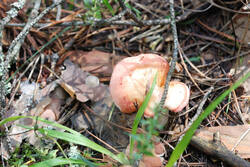 DSC_7734.thumb.jpg.5167bdcc5fdac6ada88cc2ad287d8085.jpg