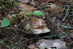 DSC_7736.thumb.jpg.fbee66983250d71ef6bdb78ed5905758.jpg