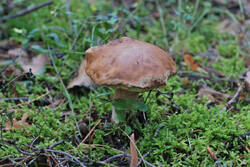 DSC_7738.thumb.jpg.ba700dc826f621096666add82558de9c.jpg