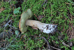 DSC_7739.thumb.jpg.fbbd78ef32dd01c71cbdb38d79d33871.jpg
