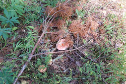 DSC_7743.thumb.jpg.a0846bbe633b990b68c3c0621025ac23.jpg