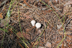 DSC_7744.thumb.jpg.2b472184b89ad64e79460c537e5e4729.jpg