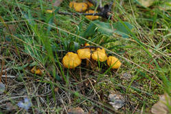 DSC_7754.thumb.jpg.19c6884da22ac2e5543c77b8b39720ac.jpg