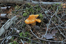 DSC_7764.thumb.jpg.874a3abe4e00a76d53433b212654b020.jpg