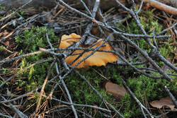 DSC_7765.thumb.jpg.d833df956a2727748e8250fcf60f0a06.jpg