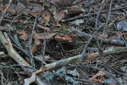 DSC_7771.thumb.jpg.7dd7263e8c13c85b36bda147fe165cd7.jpg