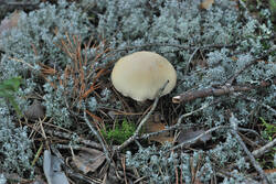 DSC_7773.thumb.jpg.b71bcc3ca0b2be5385c9eff28cae5ffd.jpg