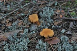 DSC_7780.thumb.jpg.ee4155d2c8da38785e1b76f30bd2911a.jpg