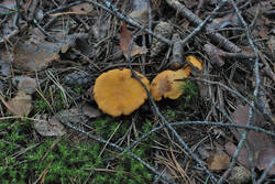 DSC_7786.thumb.jpg.a70322394a3c7f5fabf222b540b261ab.jpg