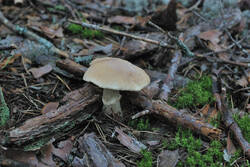 DSC_7788.thumb.jpg.eabd57bfafe9c48a06b7dd0235bd17a1.jpg