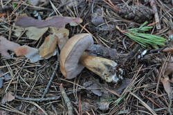 DSC_7792.thumb.jpg.e305820adb3d12f7cfce0d7a34d7b613.jpg