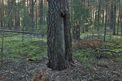 DSC_7793.thumb.jpg.3d3dc95a0ab887cc6709f2c50bb1ec61.jpg