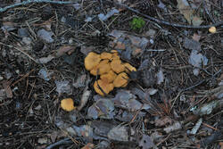DSC_7798.thumb.jpg.31f72b9394f3a00b20aae2b8fc163e69.jpg