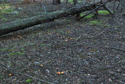 DSC_7799.thumb.jpg.da5db31ac1ad9b69bd54be7dcd15d0d1.jpg