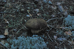 DSC_7802.thumb.jpg.f8080a29f472f0ad1f425f9ff5ec00e7.jpg