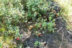 DSC_7819.thumb.jpg.41021d8658f0fd6aace10cd73de93d63.jpg