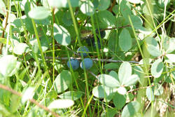 DSC_7829.thumb.jpg.2068535c6a3f08e018ebbf252dc43d2f.jpg
