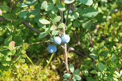 DSC_7830.thumb.jpg.cd2a04265ef25703e9c0ad4c70c94302.jpg