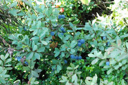 DSC_7847.thumb.jpg.dde9365a4d7d7a298291bc06d7c68eed.jpg