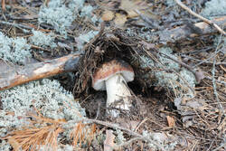 DSC_7863.thumb.jpg.eddec028a44d654f715e7a055eeadccf.jpg