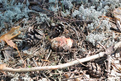 DSC_7869.thumb.jpg.61e3cbc07c6cfc5c6ee823956b198335.jpg