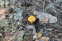 DSC_7876.thumb.jpg.93238d0645daca40ced5188c7be3a156.jpg