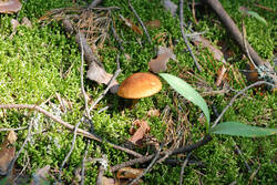 DSC_7880.thumb.jpg.cda72927f18ff2bf9acecc20607c2c2c.jpg