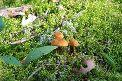 DSC_7881.thumb.jpg.2a8cd6bb5757dc05fef80f32923428b4.jpg