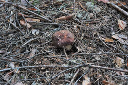 DSC_7888.thumb.jpg.409487c133c5e263be25f4a1652df129.jpg