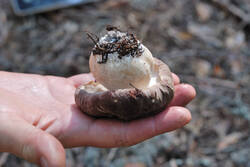 DSC_7889.thumb.jpg.82b00cc40104bcf092faf7948b1b0e46.jpg