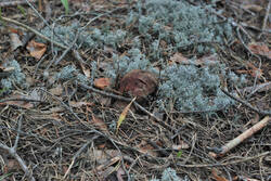 DSC_7890.thumb.jpg.ef5697628e3e56944b36170af9afb878.jpg