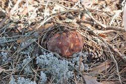 DSC_7894.thumb.jpg.42b0a0bc8b51f6b19deb08227221c741.jpg