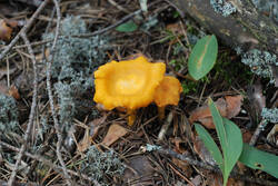 DSC_7899.thumb.jpg.534dd5fa5ec73029675e7f639b94bb3e.jpg