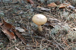 DSC_7900.thumb.jpg.3efcd2eacc43234e946f26631df6f555.jpg