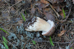 DSC_7910.thumb.jpg.67b5dce44141b84f53cde926309933af.jpg